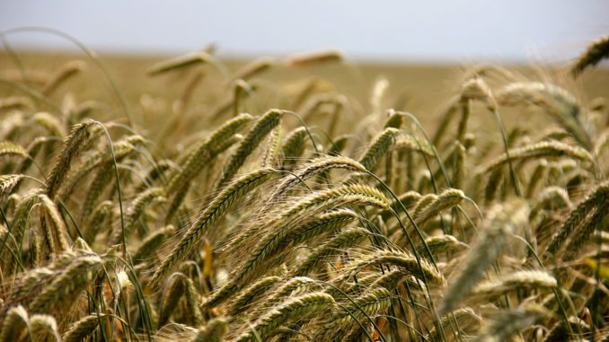 field-196173_960_720