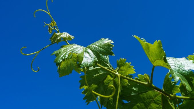 grape-1618316_960_720
