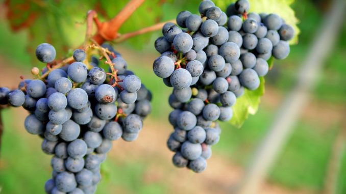 grapes-1717387_960_720