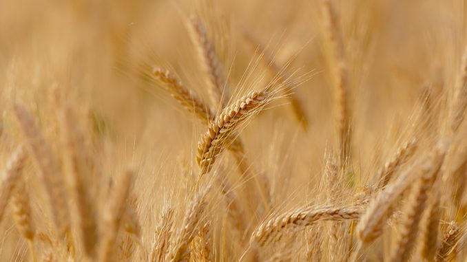 wheat-3241114_960_720