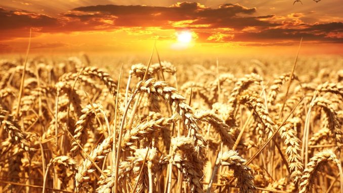 wheat-field-640960_960_720