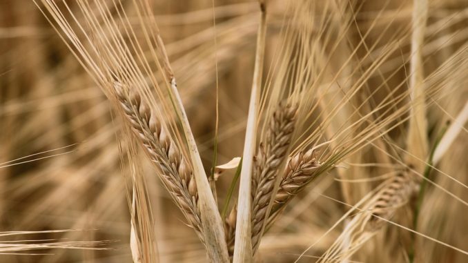 barley-4401524_960_720
