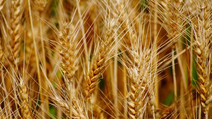 wheat-1843490_960_720