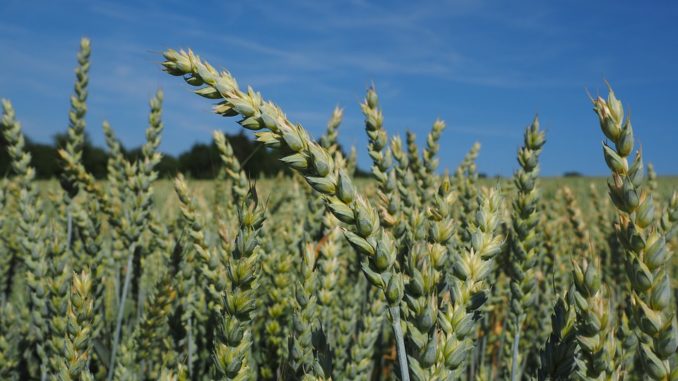 wheat-592488_960_720