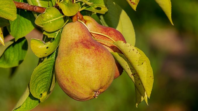 pear-3560106_960_720